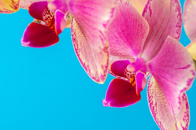 Flor rosada de la orquídea cerca contra fondo azul