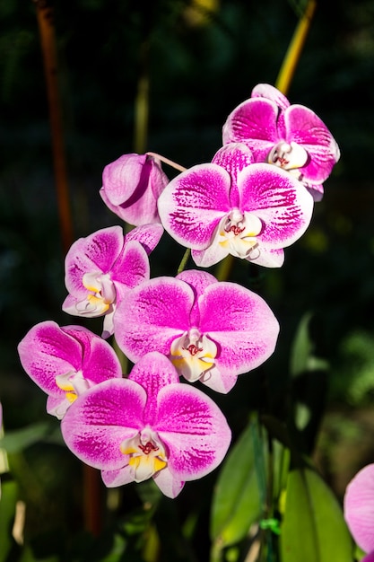 flor rosada de la orquídea en el fondo oscuro