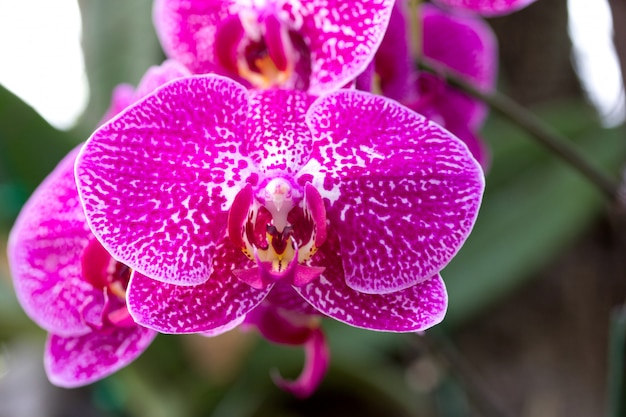 Flor rosada de la orquídea del phalaenopsis