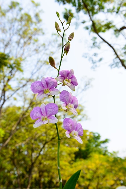 Flor rosada orquídea veteada