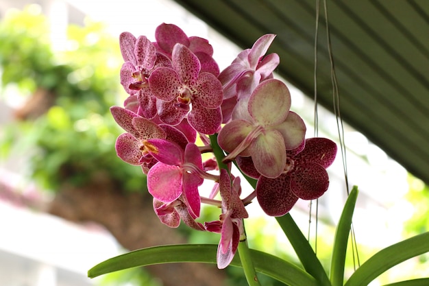 Flor rosada de las orquídeas vanda