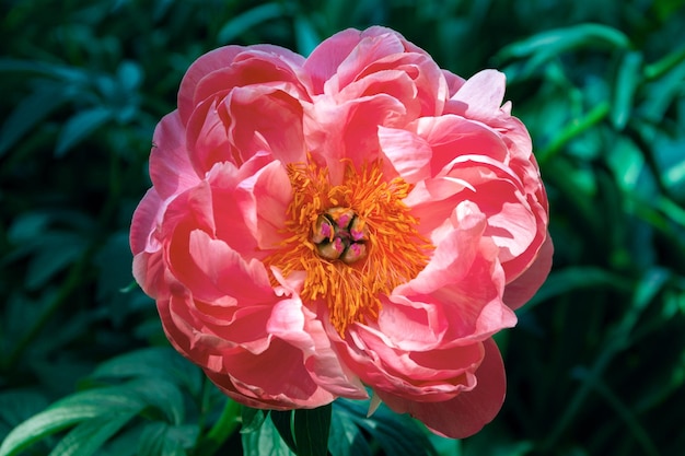 Flor rosada de paeonia lactiflora que florece en primavera Espacio de copia Enfoque selectivo