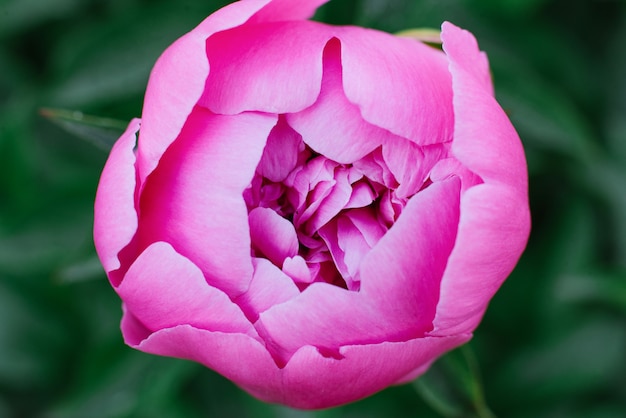 Flor rosada de una peonía hermosa en el jardín en primer plano de la primavera. Enfoque selectivo