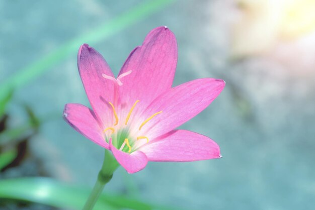 flor rosada de primer plano con fondo borroso Zephyranthes grandiflora