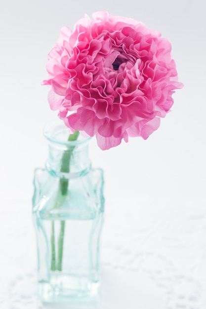 Flor rosada de ranunculus