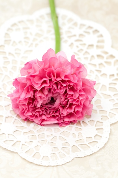 Flor rosada de ranunculus