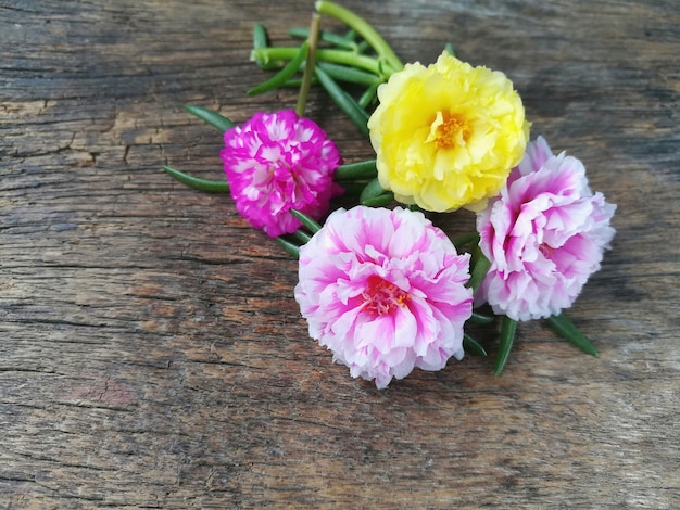 La flor rosada rosada y amarilla dulce del musgo es hermosa en fondo de madera.