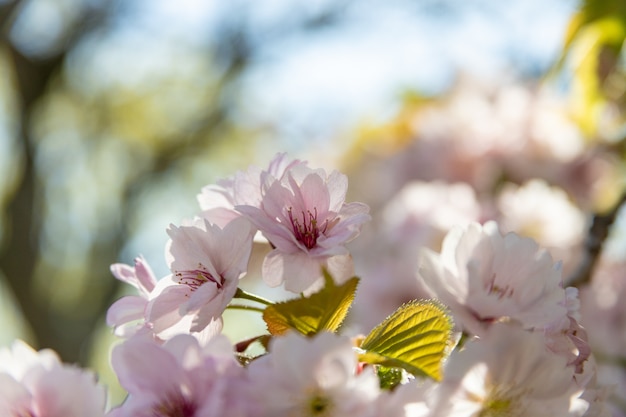 Flor rosada de sakura, árbol de cerezo en el parque.