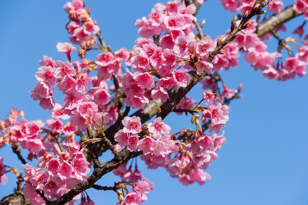 Flor rosada de Sakura contra el cielo azul.