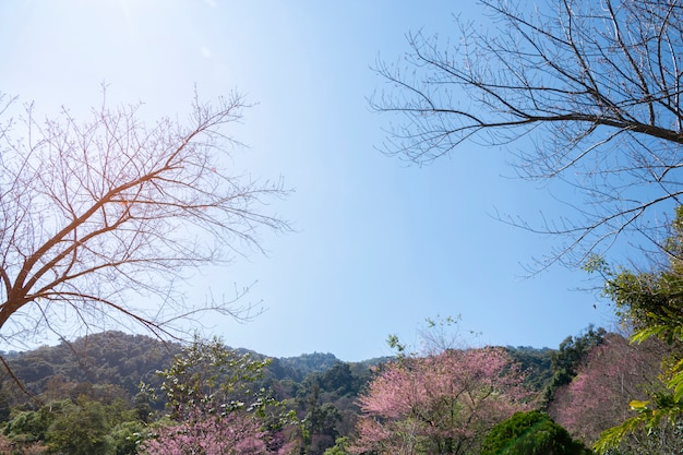 Flor rosada de Sakura (flor de cerezo) en la montaña en Chiang Mai, Tailandia