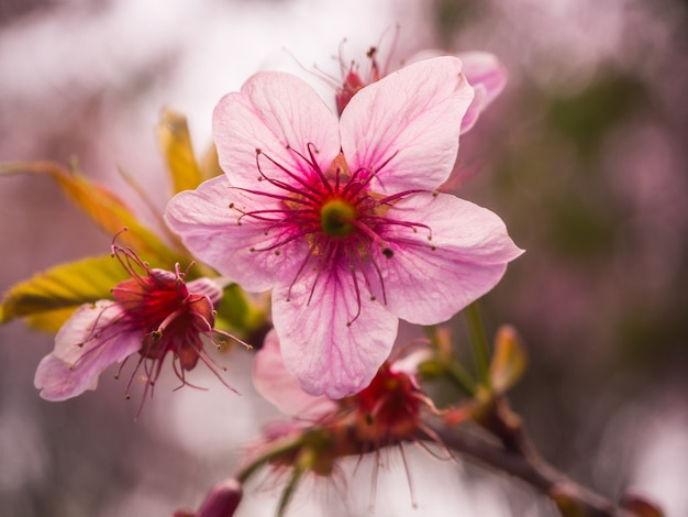 Flor rosada de Sakura del primer en Tailandia, cereza Himalayan salvaje