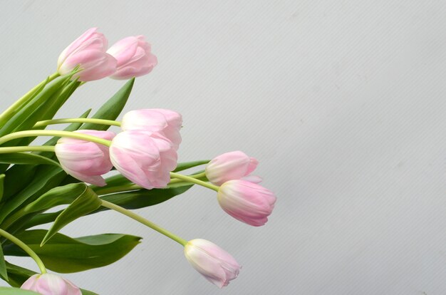 Flor rosada del tulipán en el fondo blanco