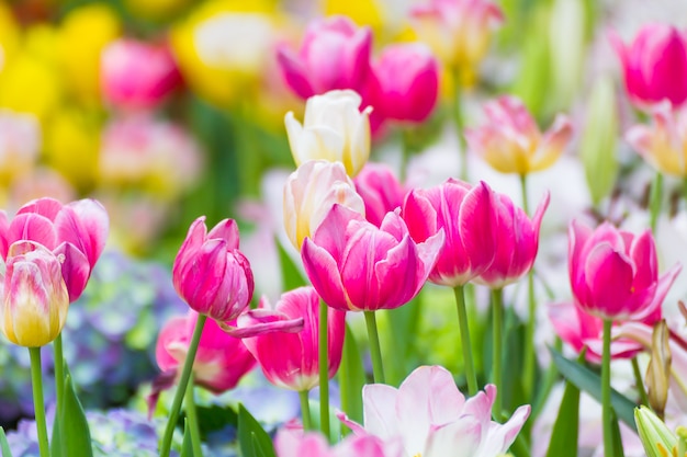 Flor rosada del tulipán en jardín