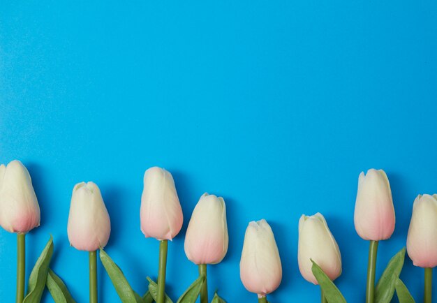 Flor rosada de los tulipanes en fondo azul