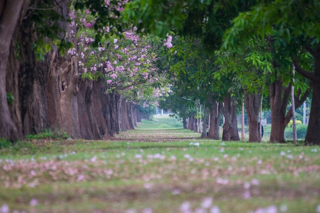 flor rosada del túnel flor de Chompoo Pantip en la universidad de Kasetsart Nakhon Pathom Province Th