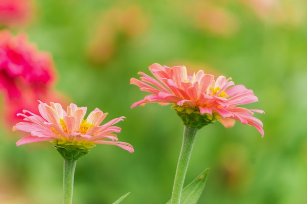 Flor rosada del Zinnia (violacea Cav del Zinnia.) En jardín del verano el día soleado.