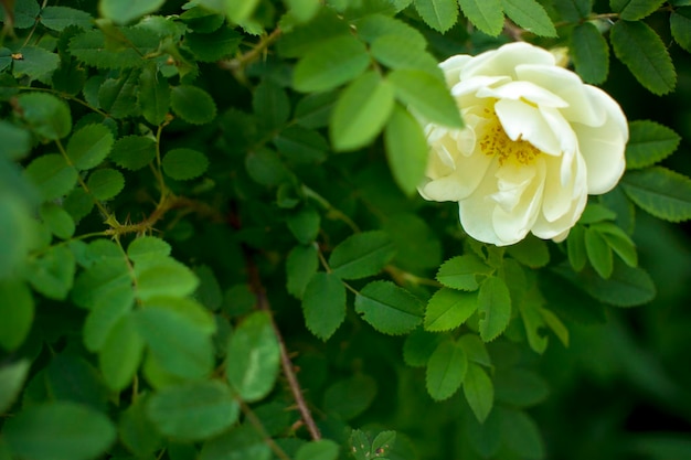 Flor de rosal blanca sobre un fondo verde oscuro