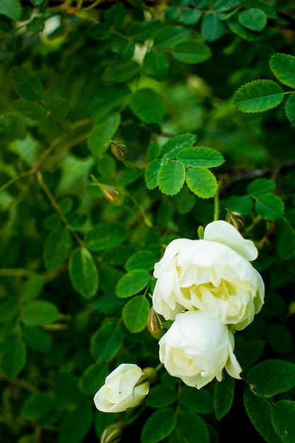 Flor de rosal blanca sobre un fondo verde oscuro