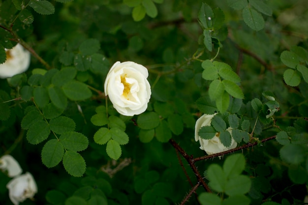 Flor de rosal blanca sobre un fondo verde oscuro