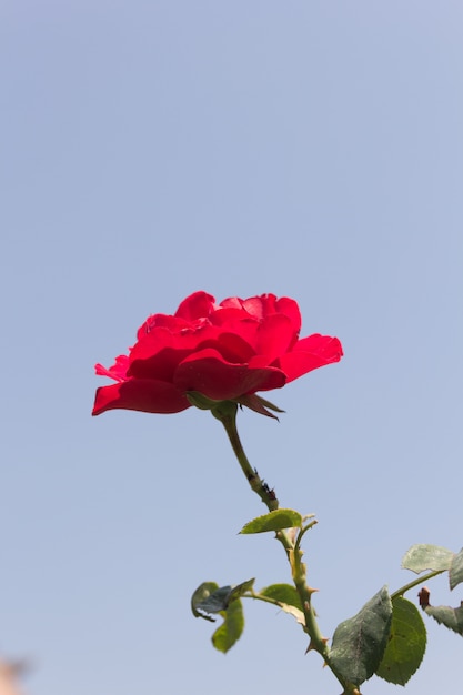 Foto flor de rosas rojas en el jardín