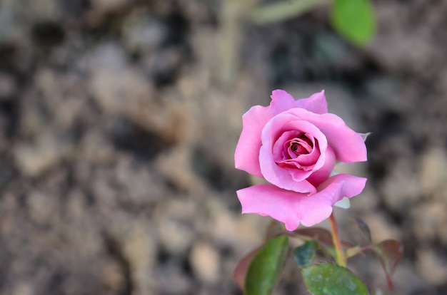 Flor de rosas