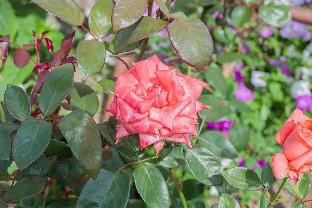 Flor Rose pinck Garden Eye Bud Blossom Blum