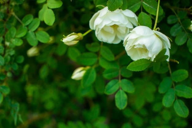 Flor de roseship blanco sobre un fondo verde oscuro Espacio de copia