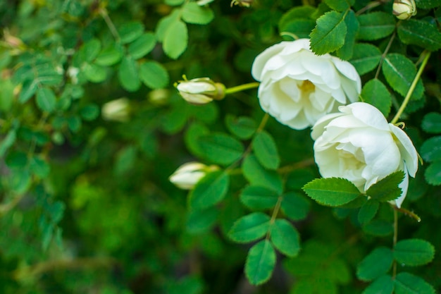 Flor de roseship blanco sobre un fondo verde oscuro Espacio de copia