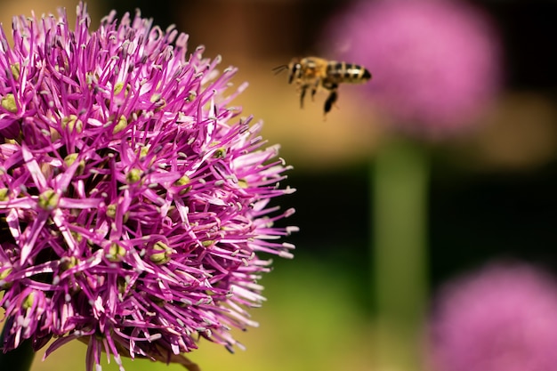 Flor roxa com abelha voando perto dela, fotografia macro. Fundo de botânica com espaço de cópia.