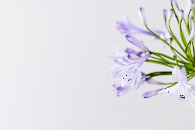 Foto flor roxa com espaço de cópia