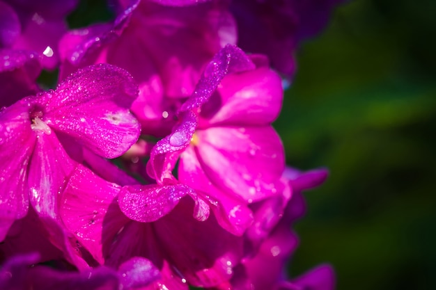 Flor roxa com macro de orvalho