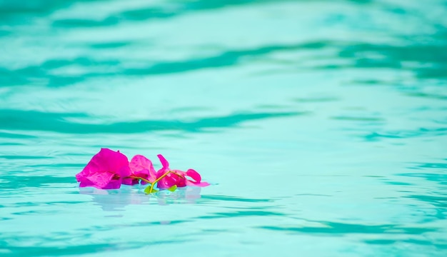 Flor roxa da buganvília na superfície da piscina