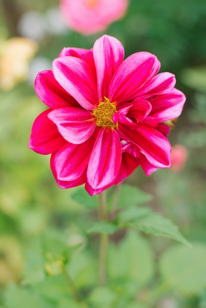 Flor roxa da dália em um jardim de verão