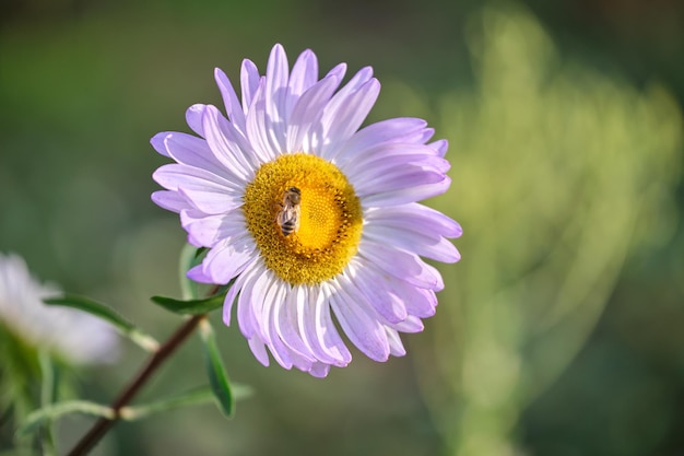 Flor roxa de camomila iluminada pelo sol florescendo no canteiro de flores de verão no jardim ensolarado verde