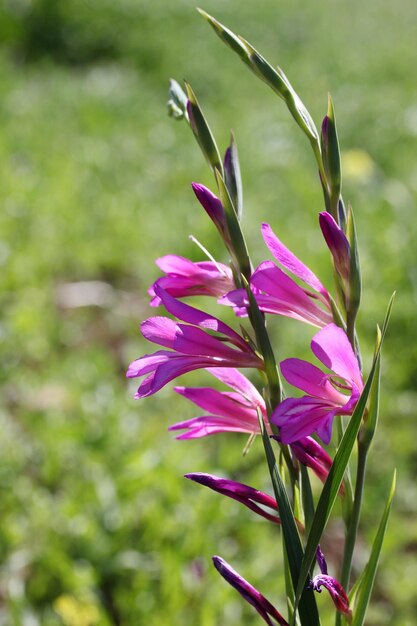 Flor roxa de gladíolo selvagem