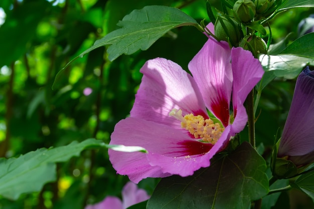 Flor roxa de hibisco em um arbusto contra um fundo de folhagem