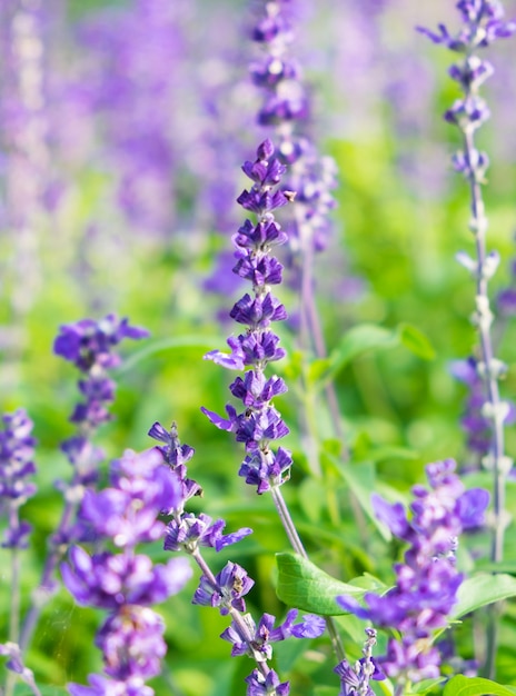 Flor roxa de lavanda fechar no jardim