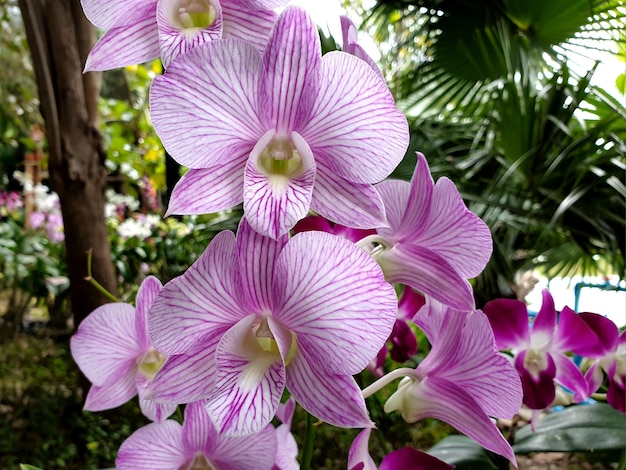 Flor roxa de orquídea no jardim