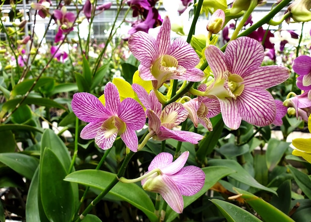 Flor roxa de orquídea no jardim