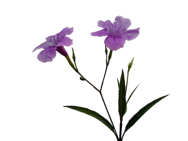 Flor roxa de ruellia tuberosa isolada no fundo branco