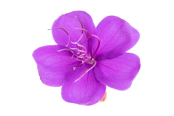 Foto flor roxa de tibouchina isolada no fundo branco. tibouchina urvilleana