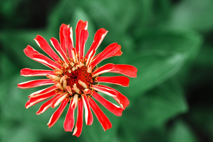 Foto flor roxa de zínia em fundo de verão verde bokeh, fundo abstrato floral de verão