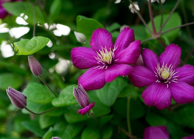 Flor roxa do clematis no jardim 2