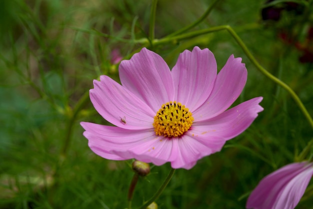 Flor roxa do cosmos sulphureus no jardim