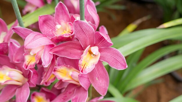 Flor roxa do cymbidium em um jardim.