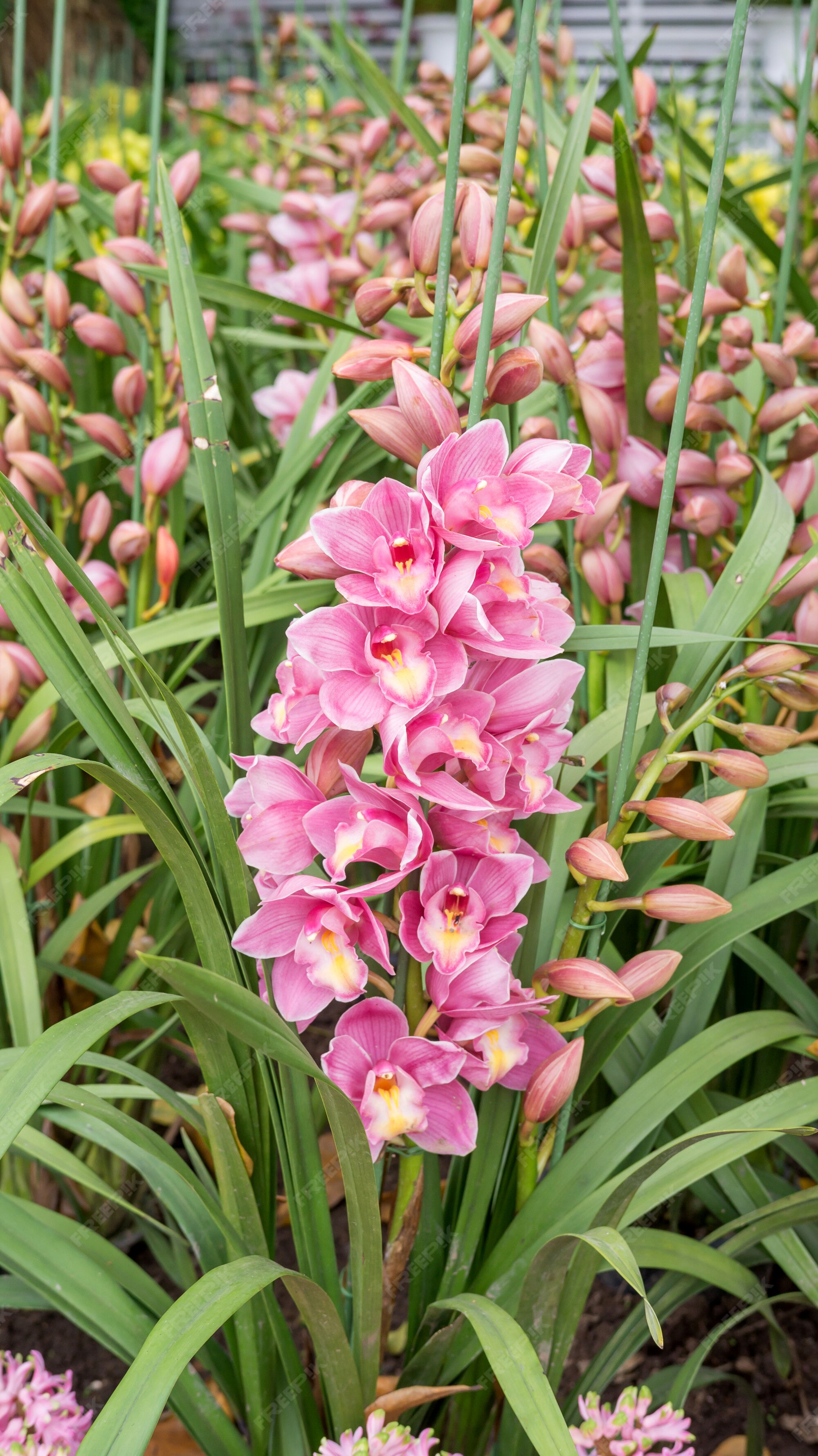 Flor roxa do cymbidium em um jardim. | Foto Premium