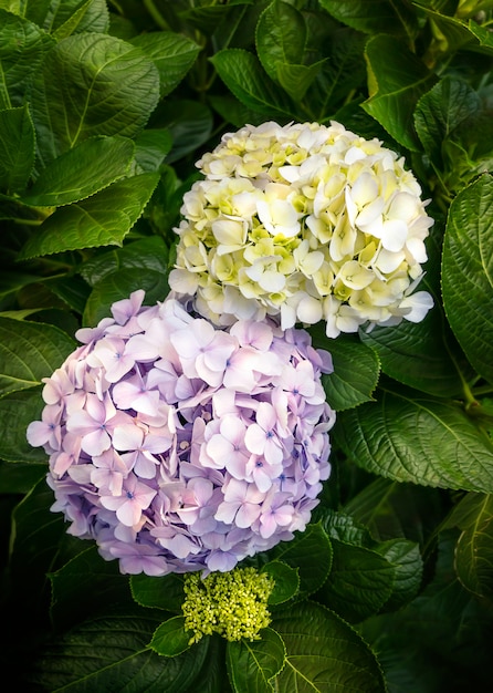 Flor roxa e amarela da hortênsia ou do hortensia