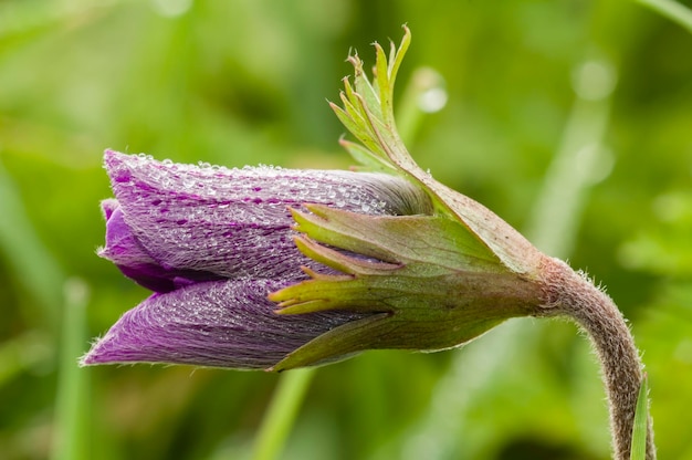 Flor roxa e gotas de orvalho