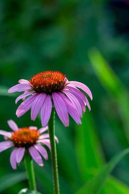 Flor roxa echinacea em um fundo verde em uma fotografia macro de dia ensolarado de verão.