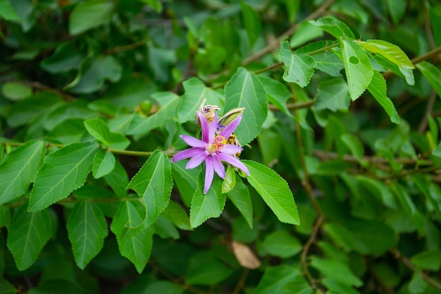 Flor roxa em um arbusto verde